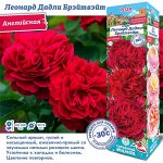 Роза Леонард Дадли Брэйтвэйт (Английская) 1шт (Сиб сад)