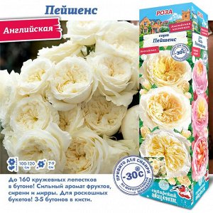 Роза Пейшенс (Английская) 1шт (Сиб сад)