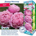 Роза Дитер Мюллер (Шраб) 2 разбор 1шт (Сиб сад)