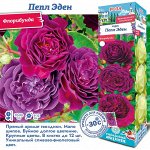 Роза Пепл Эден (Флорибунда) 1шт (Сиб сад)