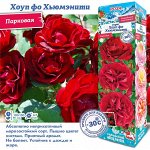 Роза Хоуп фо Хьюмэнити (Канадская/Парковая) 2 разбор 1шт (Сиб сад)