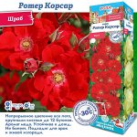 Роза Ротер Корсар (Шраб) 2 разбор 1шт (Сиб сад)