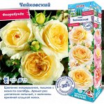 Роза Чайковский (Флорибунда) 1шт (Сиб сад)