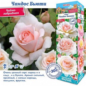 Роза Чандос Бьюти (Чайно-гибридная) 1шт (Сиб сад)