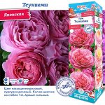 Роза Тсукиеми (Японская) 2 разбор 1шт (Сиб сад)