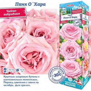 Роза Пинк О`Хара (Чайно-гибридная) 1шт (Сиб сад)