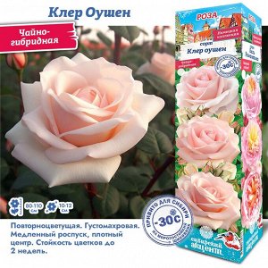 Роза Клер Оушен (Чайно-гибридная) 1шт (Сиб сад)