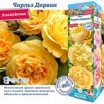 Роза Чарльз Дарвин (Английская) 1шт (Сиб сад)