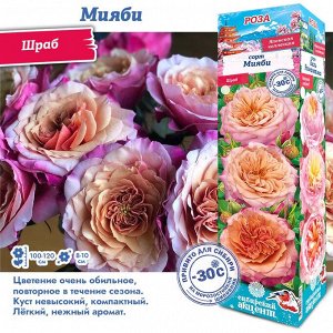 Роза Мияби (Японский/Шраб) 1шт (Сиб сад)