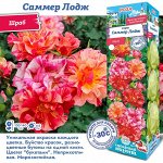 Роза Саммер Лодж (Шраб) 1шт (Сиб сад)