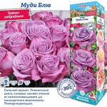 Роза Муди Блю (Чайно-Гибридная) 2 разбор 1шт (Сиб сад)