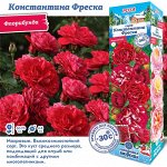Роза Константина Фреска (Флорибунда) 1шт (Сиб сад)