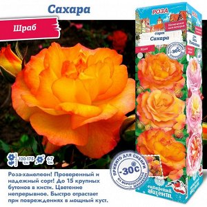 Роза Сахара (Шраб) 1шт (Сиб сад)