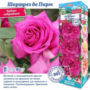 Роза Шартрез де Парм (Чайно-гибридная) 1шт (Сиб сад)