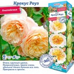 Роза Крокус Роуз (Английская) 2 разбор 1шт (Сиб сад)