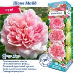 Роза Шоне Майд (Чайно-гибридная) 1шт (Сиб сад)