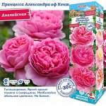 Роза Принцесса Александра оф Кент (Английская) 2 разбор 1шт (Сиб сад)