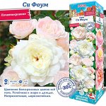 Роза Си Фоум (Почвопокровная) 2 разбор 1шт (Сиб сад)