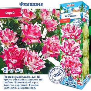 Роза Флешинг (Спрей) 1шт