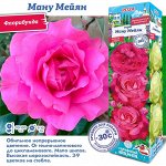 Роза Ману Мейян (Флорибунда) 1шт
