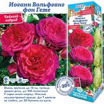 Роза Иоганн Вольфганг фон Гете (Чайно-гибридная) 2 разбор 1шт