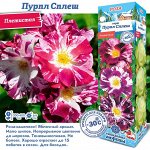 Роза Пурпл Сплеш (Плетистая) 2 разбор 1шт (Сиб сад)
