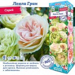 Роза Лавли Грин (Спрей) 1шт (Сиб сад)