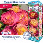 Роза Пьер де Сан-Косм (Шраб) 1шт (Сиб сад)