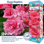 Роза Пьер Карден (Чайно-гибридная) 1шт (Сиб сад)