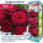 Роза Графиня Диана (Чайно-гибридная) 1шт (Сиб сад)