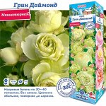 Роза Грин Даймонд (Миниатюрная) 1шт (Сиб сад)