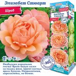 Роза Элизабет Стюарт (Шраб) 2 разбор 1шт (Сиб сад)