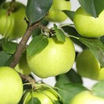 Яблоня карликовая