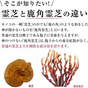 Antler-shaped Reishi and Cordyceps - добавка с грибами рейши, кордицепс и β-глюкан для поддержки иммунитета