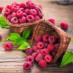 Сибирские Саженцы плодово-ягодных 🍏 Читаем Новости
