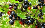 Смородина золотистая