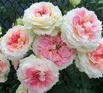 Роза Сезар (Плетистая)