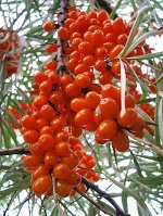Облепиха (жен)