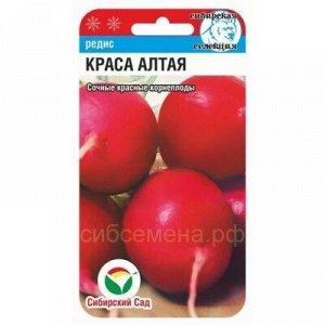 Редис Краса Алтая (Сиб сад)