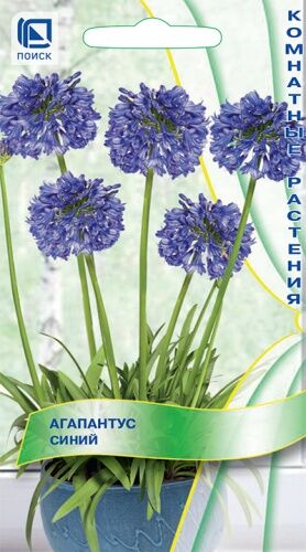 Агапантус Синий (ЦВ) ("К) 3шт.