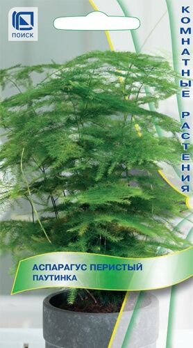 Аспарагус перистый (Спаржа) Паутинка (ЦВ) (К) 5шт.
