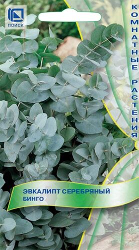 Эвкалипт серебряный Бинго (ЦВ) ("К) 5шт