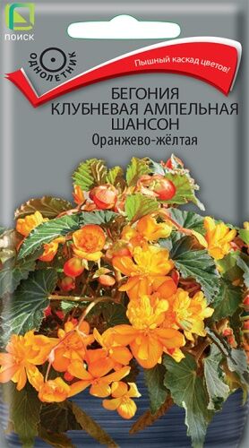 Бегония клубневая ампельная Шансон Оранжево-жёлтая (ЦВ) ("1) 10шт