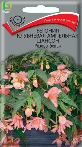 Бегония клубневая ампельная Шансон Розово-белая (ЦВ) ("1) 10шт