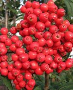 Алая крупная
