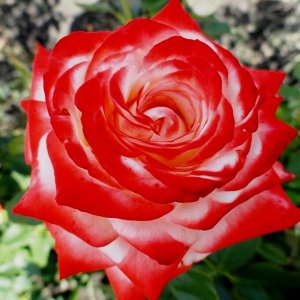 Роза Императрица Фарах (Чайно-гибридная)
