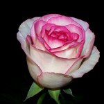 Роза Дольче Вита (Чайно-гибридная)