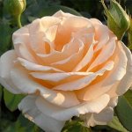 Роза Свит Леди (Чайно-гибридная)