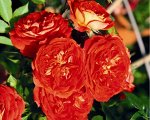 Роза Старлет Роуз Кармен (Плетистые)