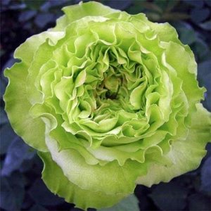 Роза Супер Грин (Чайно-гибридная)